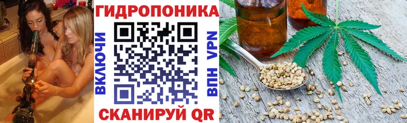 закладка  Асино  Каннабис сатива 